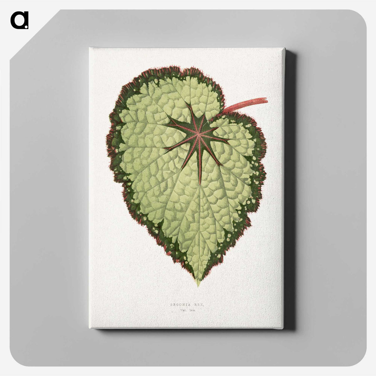 1-35_Plants-with-Colored-Foliage_canvas