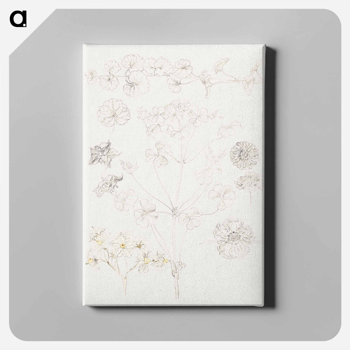 Oxalis, Zinnia, and Potato Blossom - Samuel Coleman Canvas.