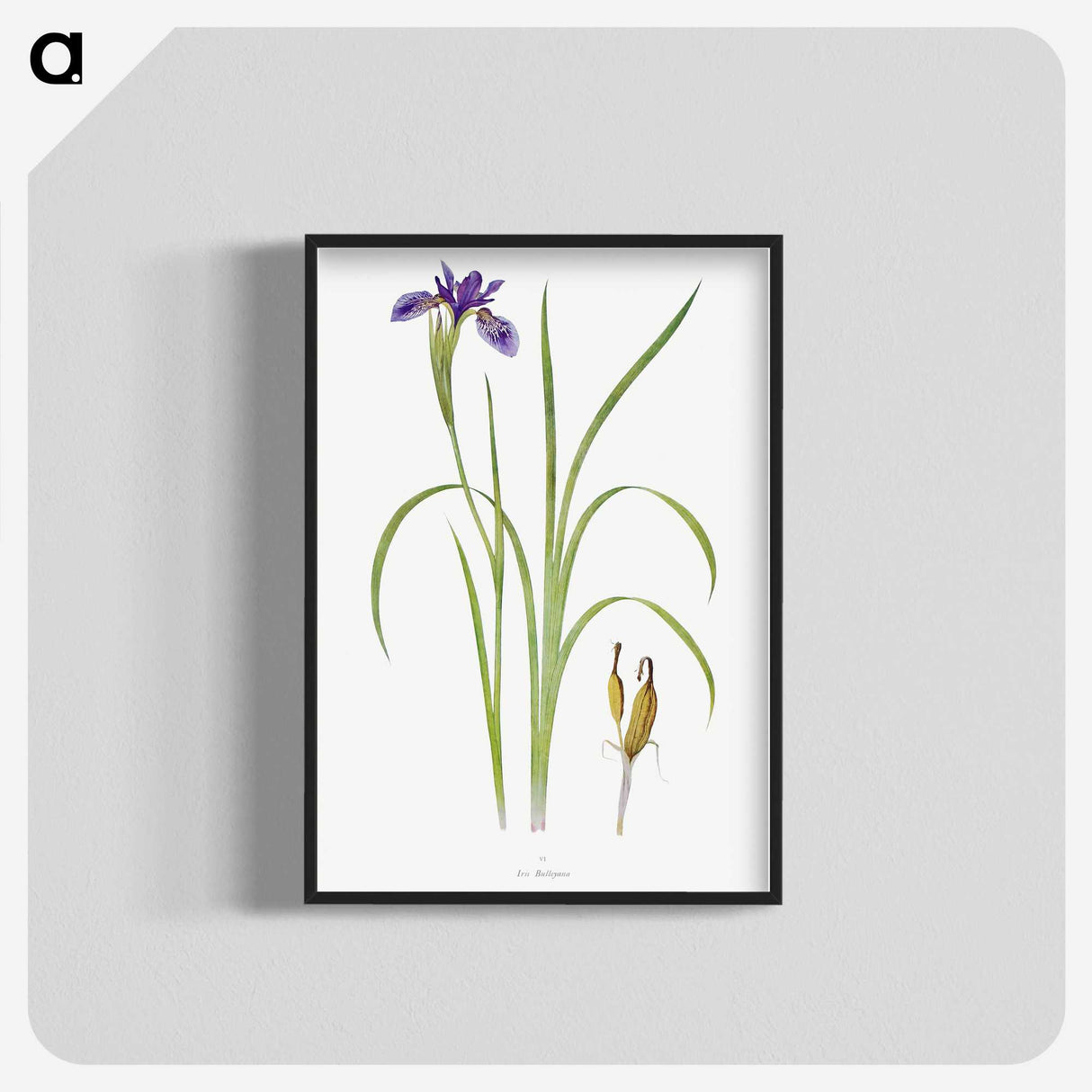 1-35_The-Genus-Iris_blk-crop