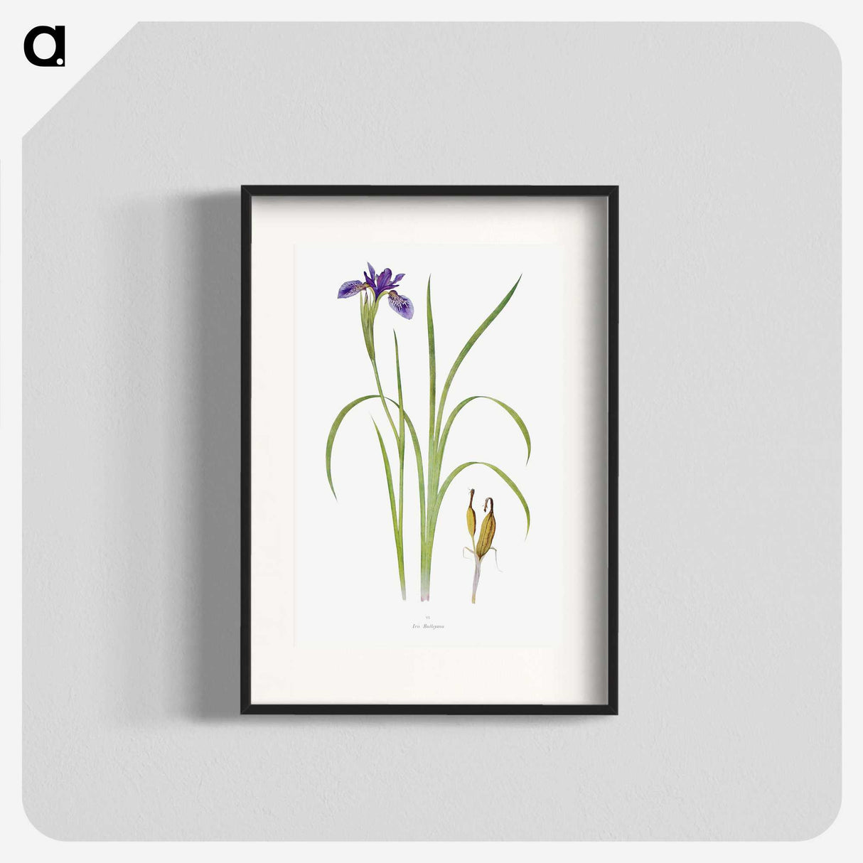 1-35_The-Genus-Iris_blk