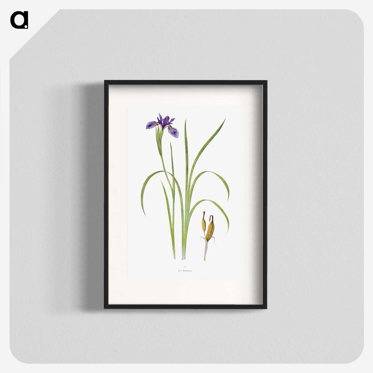 1-35_The-Genus-Iris_blk