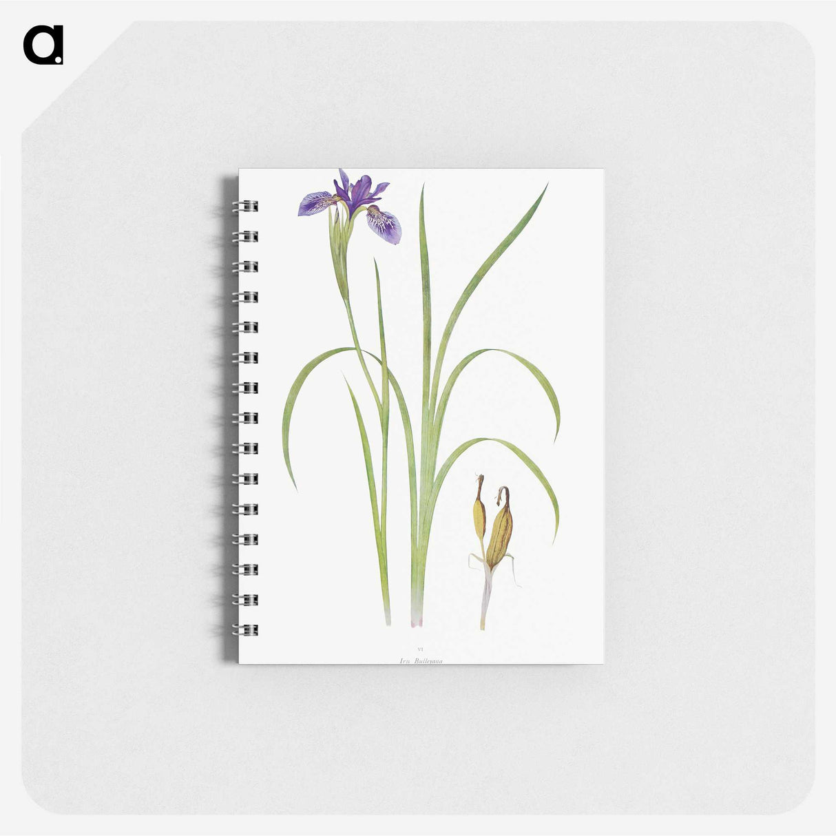 1-35_The-Genus-Iris_memo