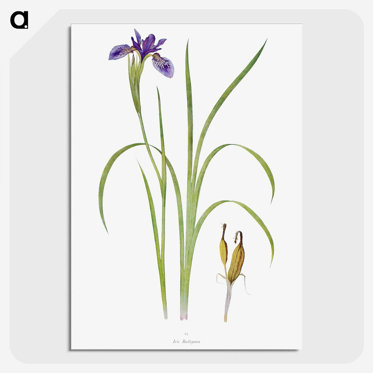 1-35_The-Genus-Iris_picture-crop