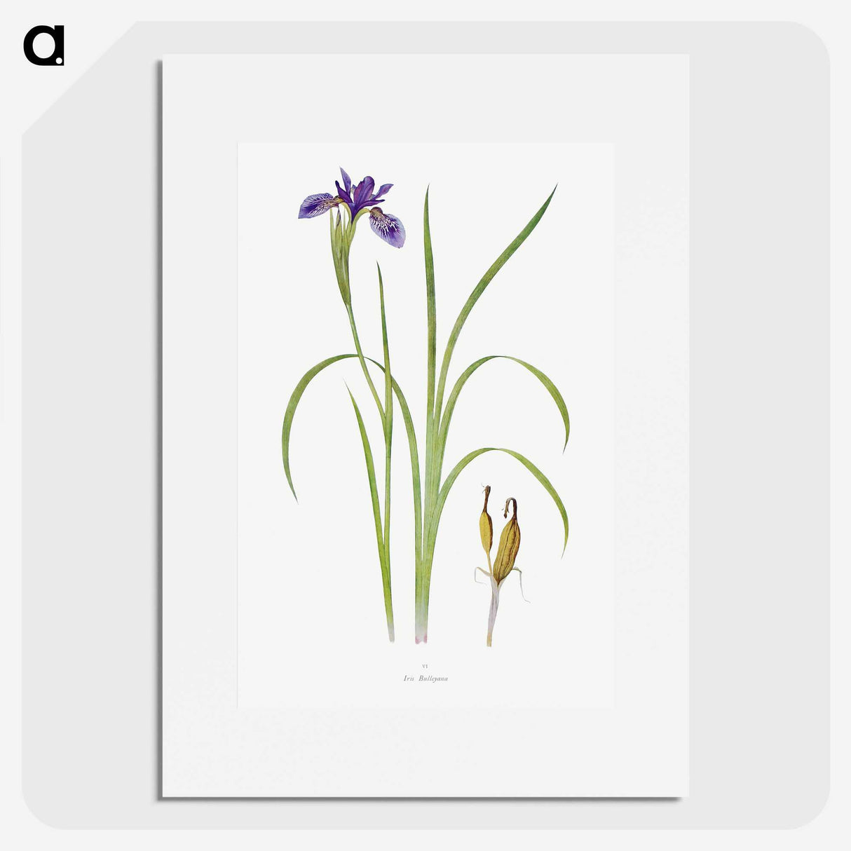 1-35_The-Genus-Iris_picture