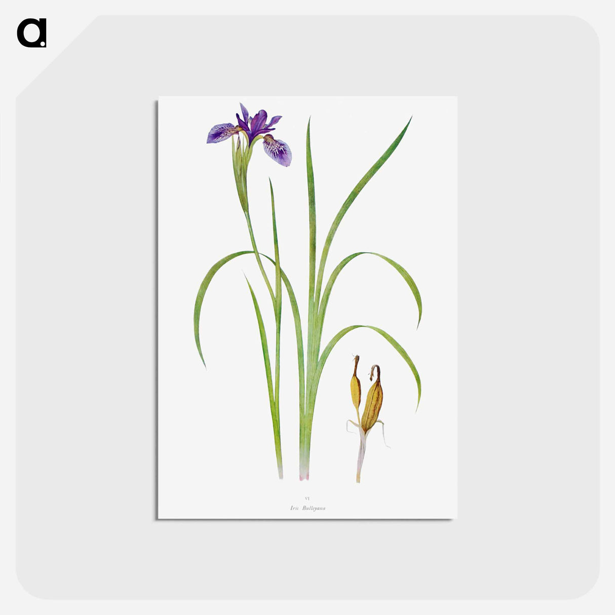 アートポストカード-Iris Bulleyana The Genus Iris
- アヤメ属 Postcard.