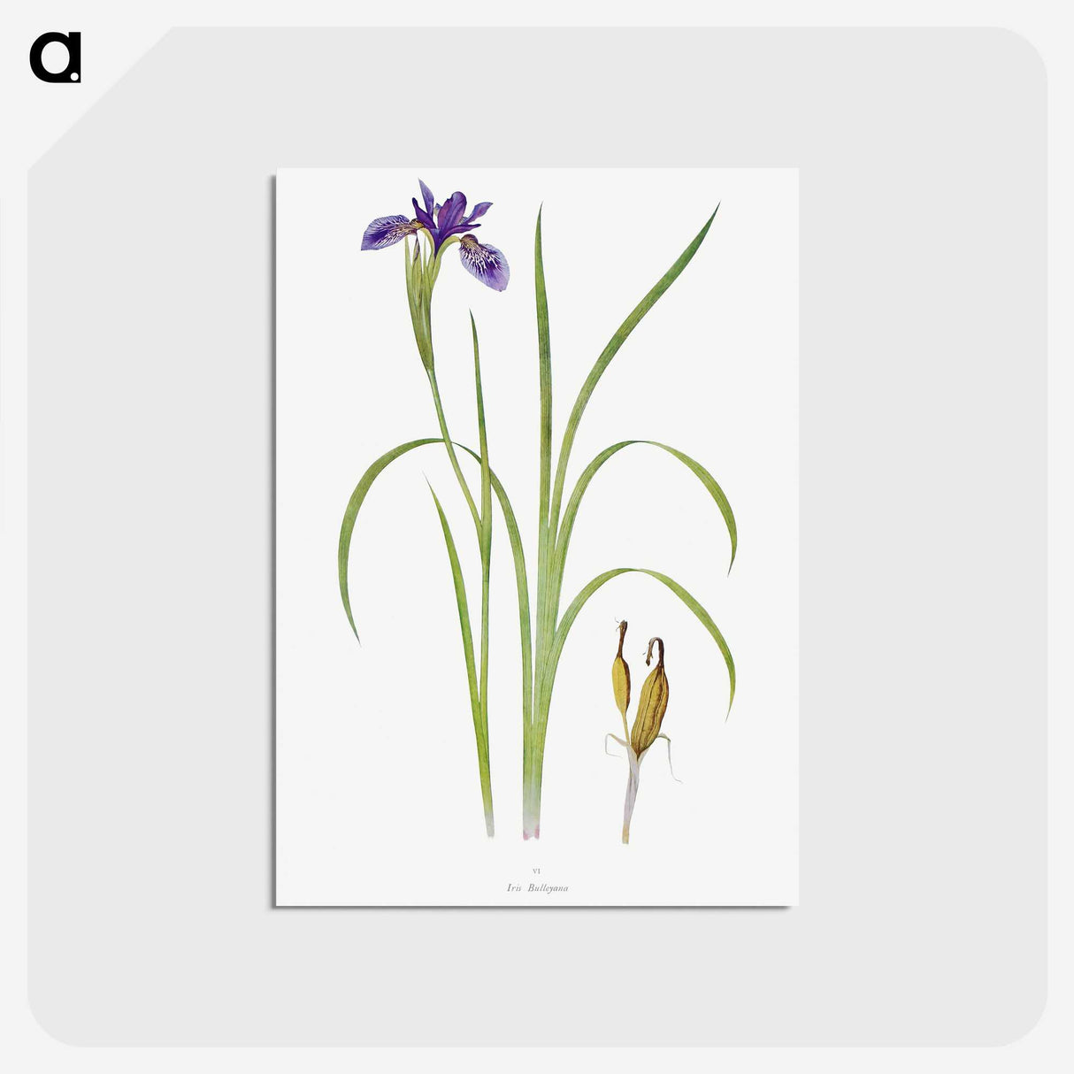1-35_The-Genus-Iris_postcard