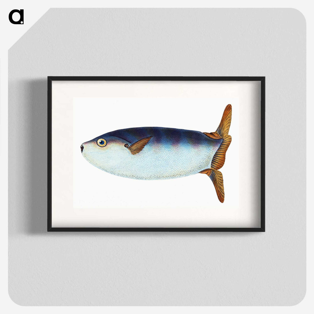1-35_The-Natural-History-of-British-Fishes_blk