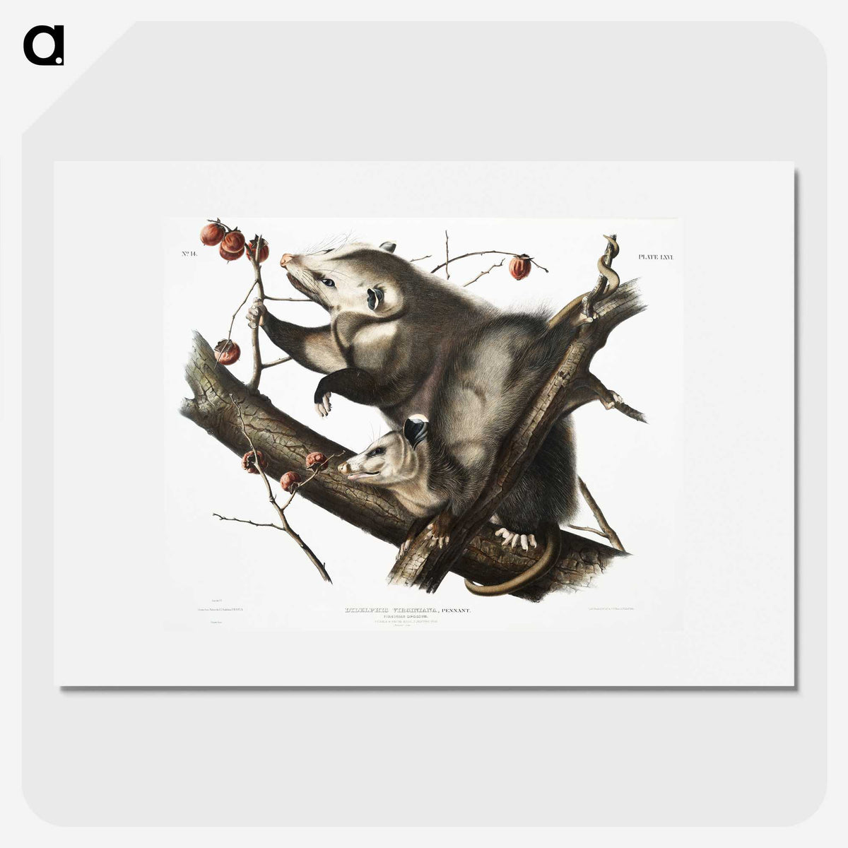1-35_The-Viviparous-Quadrupeds_picture