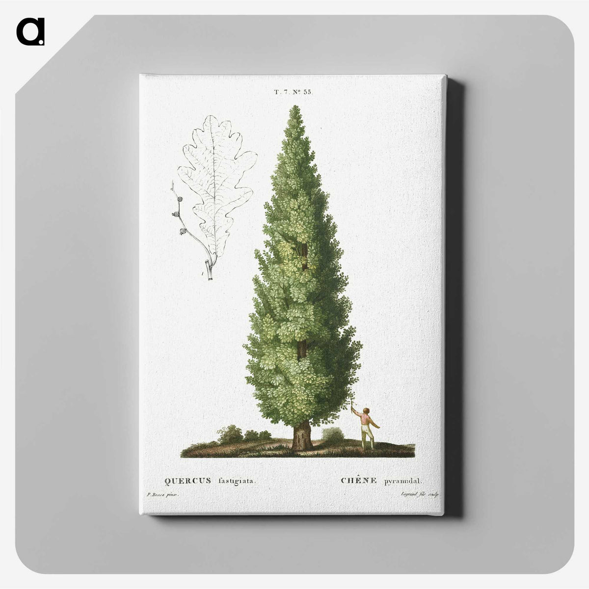 1-35_Treatise-on-Trees-and-Shrubs_canvas