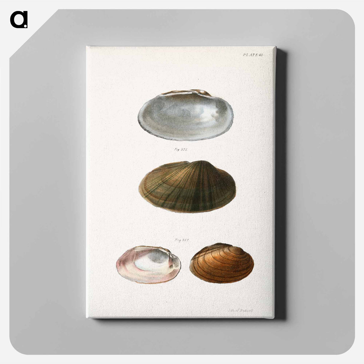 Unio rosaceus, male - ニューヨークの動物学 Canvas.