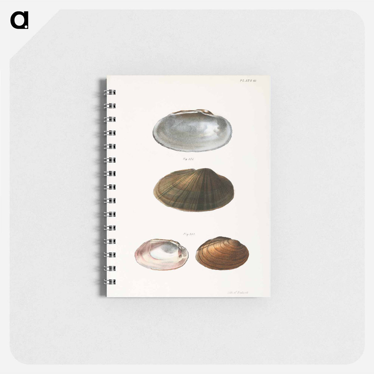 Unio rosaceus, male - ニューヨークの動物学 Memo.