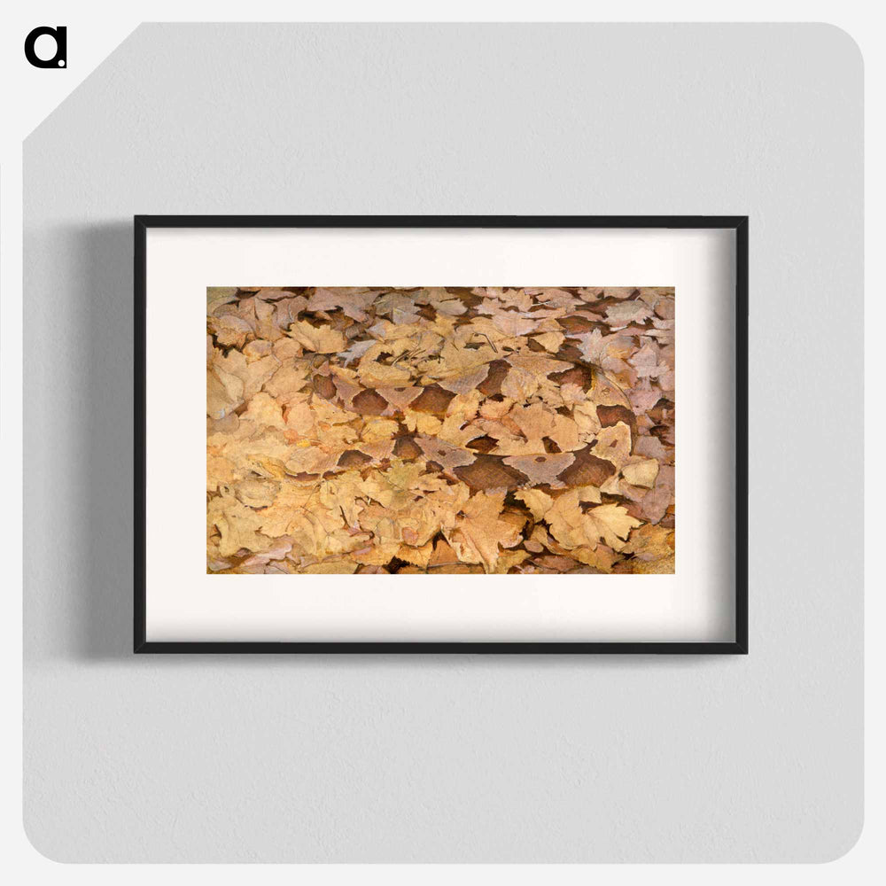 Copperhead Snake on Dead Leaves - アボット ハンダーソン セイヤー Poster.