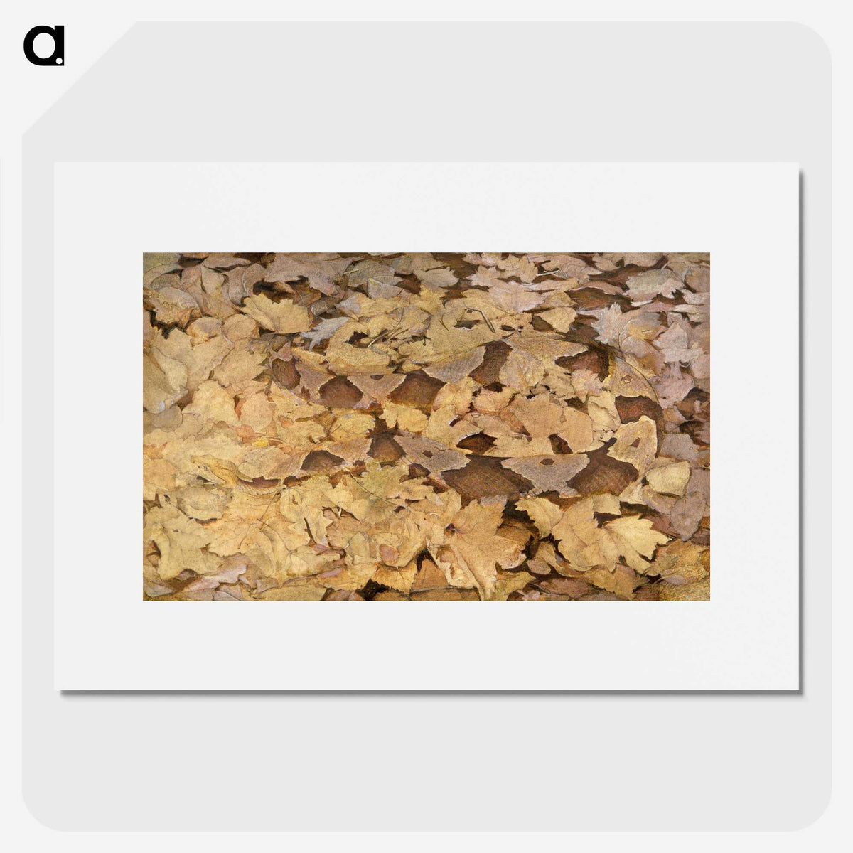1-36_Abbott-Handerson-Thayer_picture