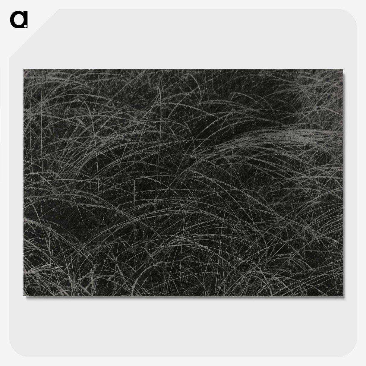 1-36_Alfred-Stieglitz_picture-crop