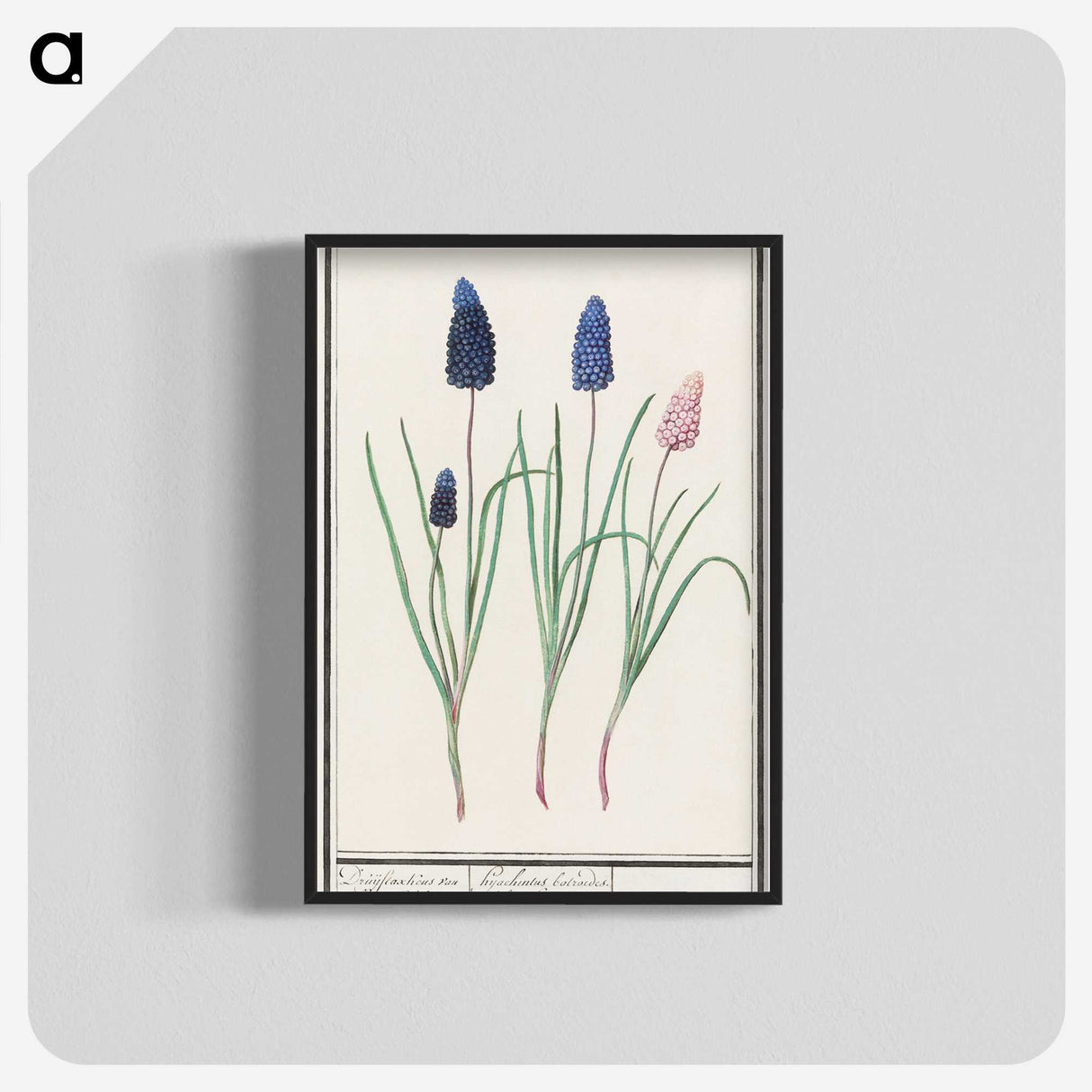 1-36_Anselmus-Boetius-de-Boodt_blk-crop