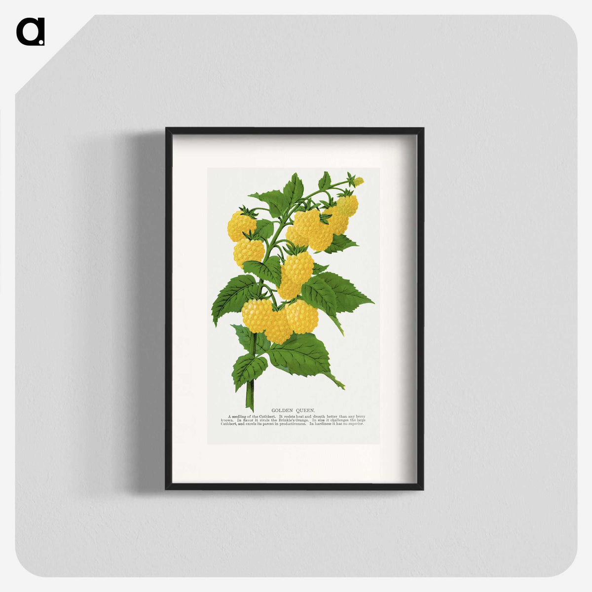 1-36_Botanical-Specimen-Plates_blk