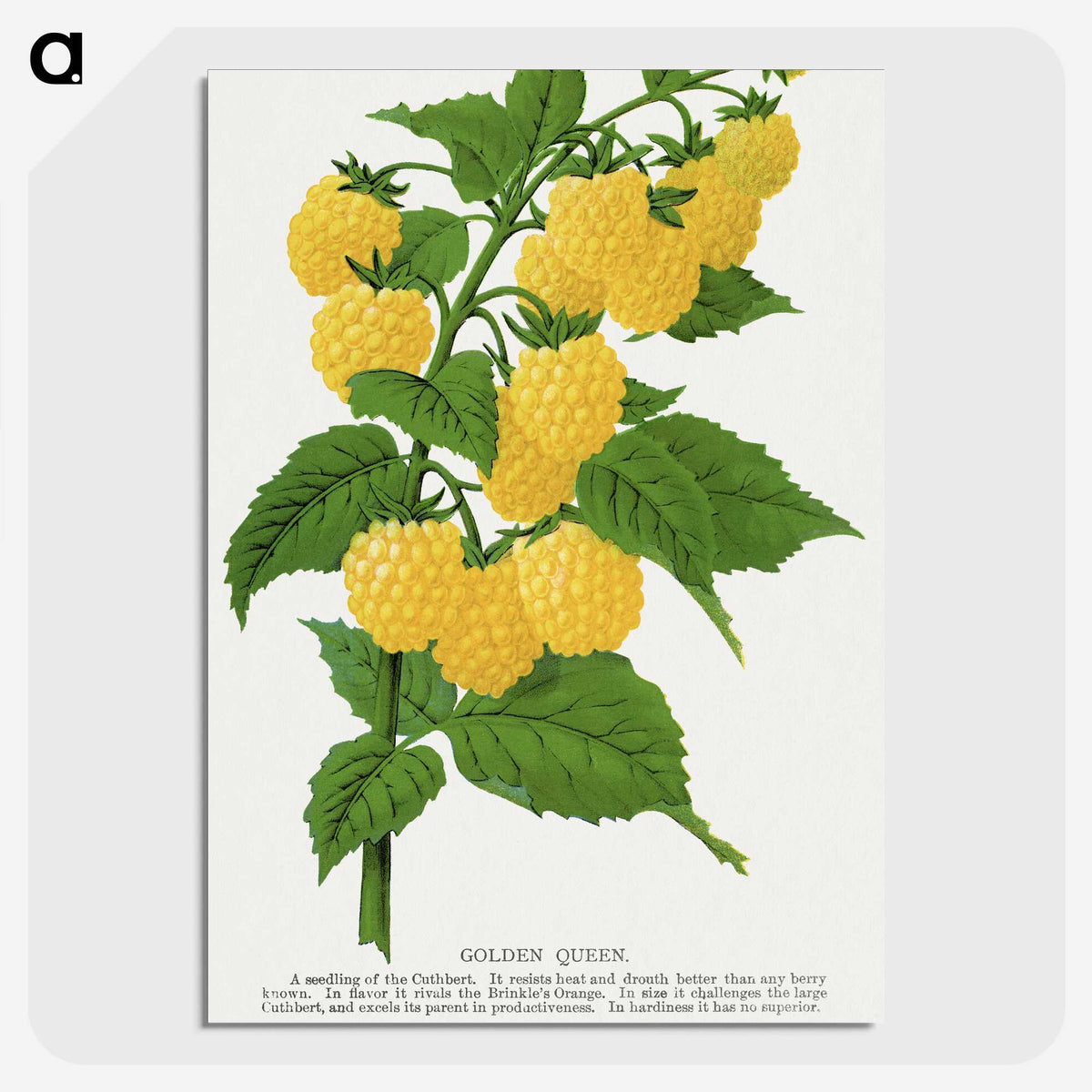 1-36_Botanical-Specimen-Plates_picture-crop
