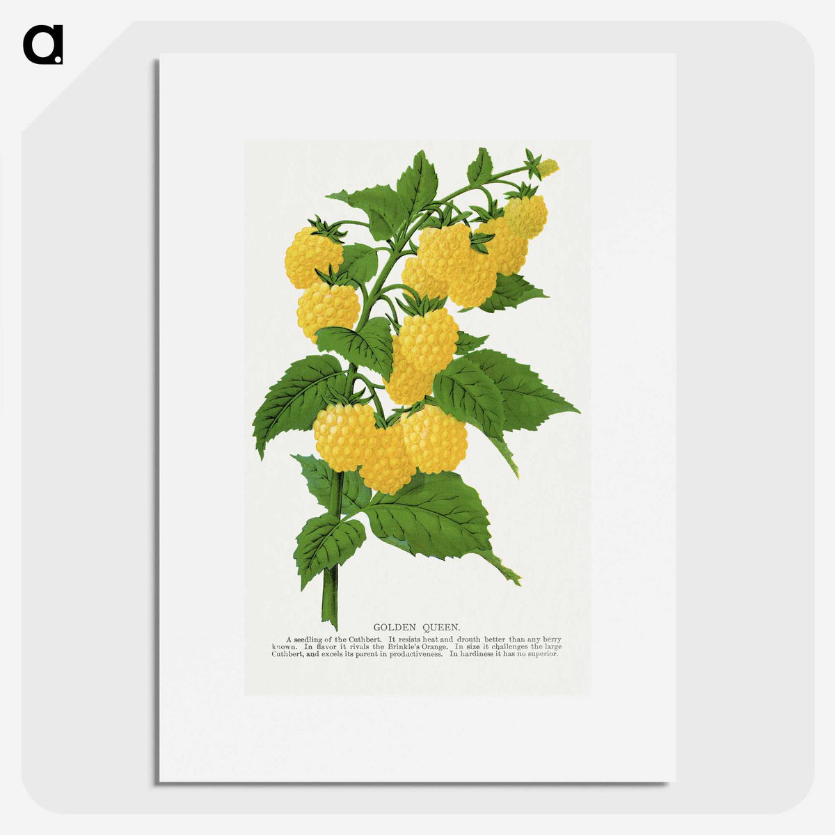 1-36_Botanical-Specimen-Plates_picture