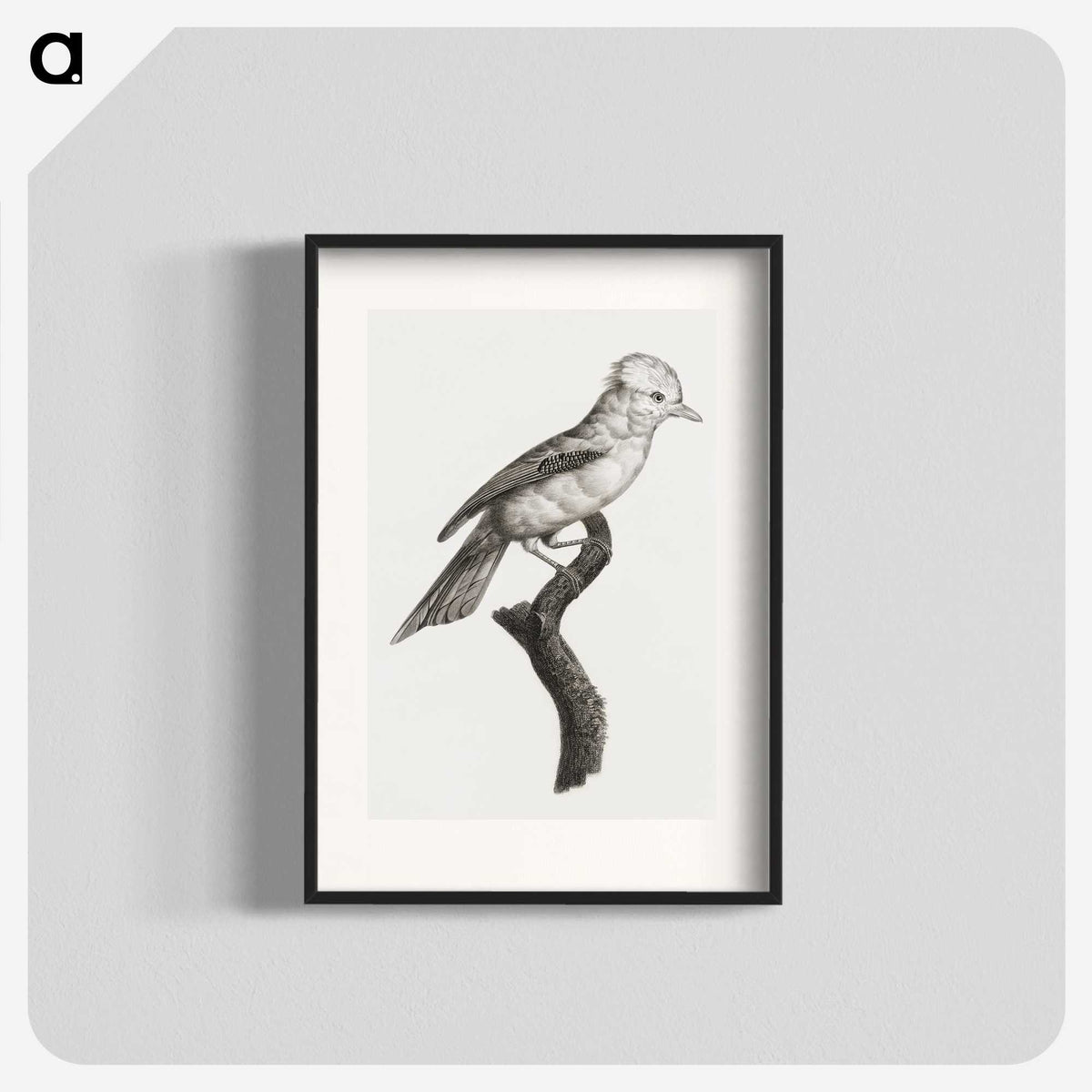 1-36_Des-Oiseaux-de-Paradis_blk