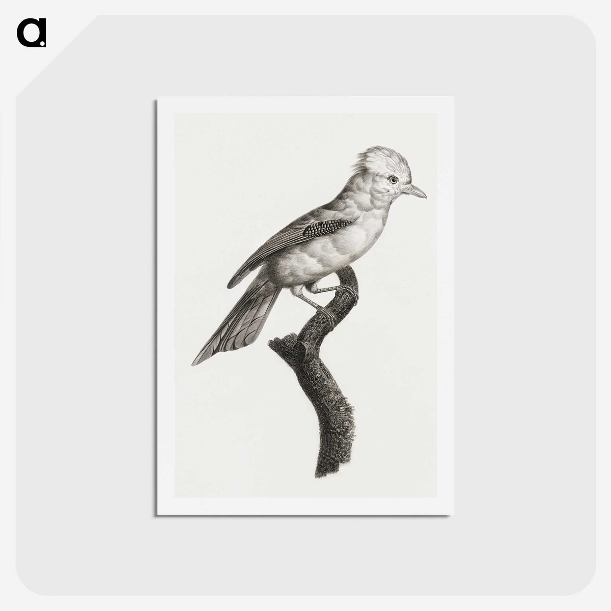 1-36_Des-Oiseaux-de-Paradis_hagaki