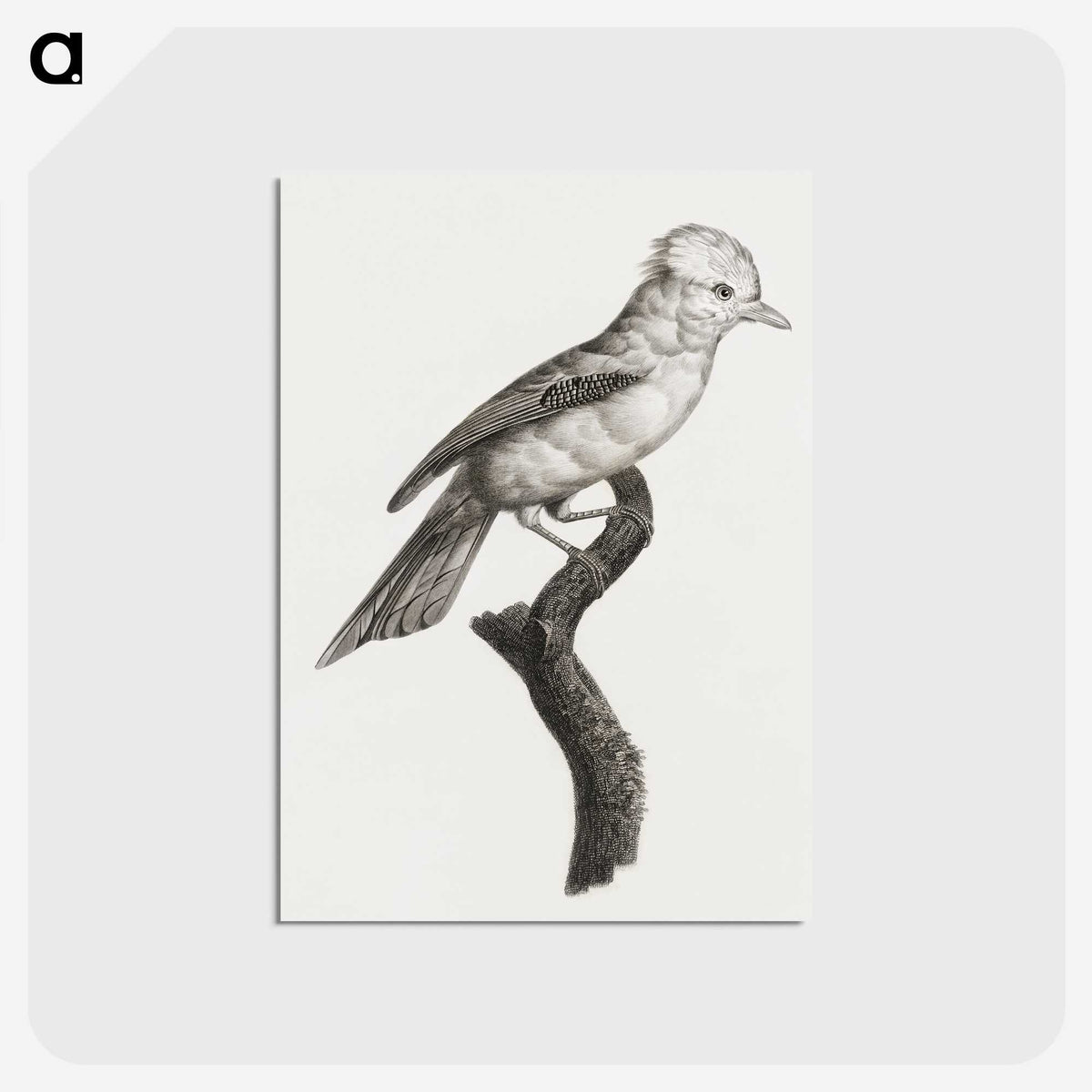 1-36_Des-Oiseaux-de-Paradis_postcard