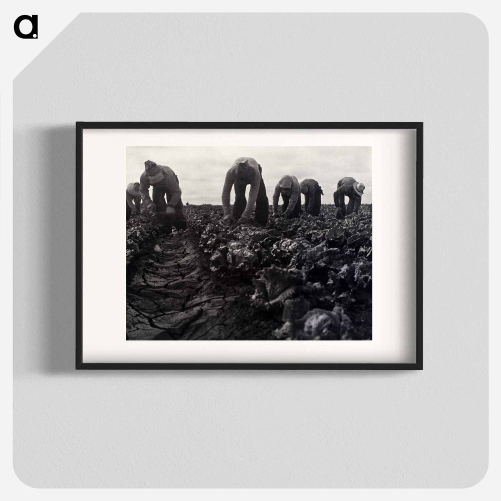 Salinas Lettuce Pickers, Calif. - Dorothea Lange Poster.
