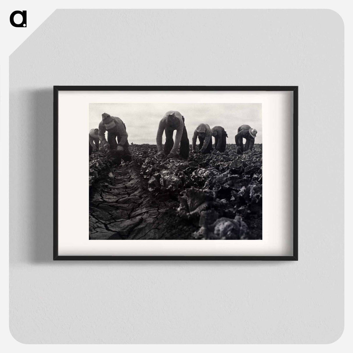 Salinas Lettuce Pickers, Calif. - Dorothea Lange Poster.