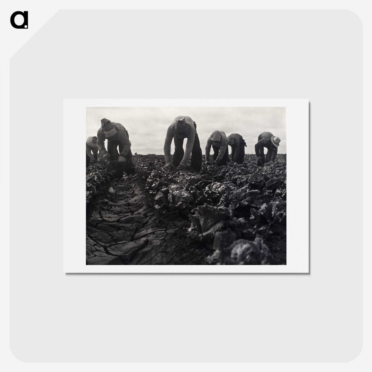 1-36_Dorothea-Lange_hagaki