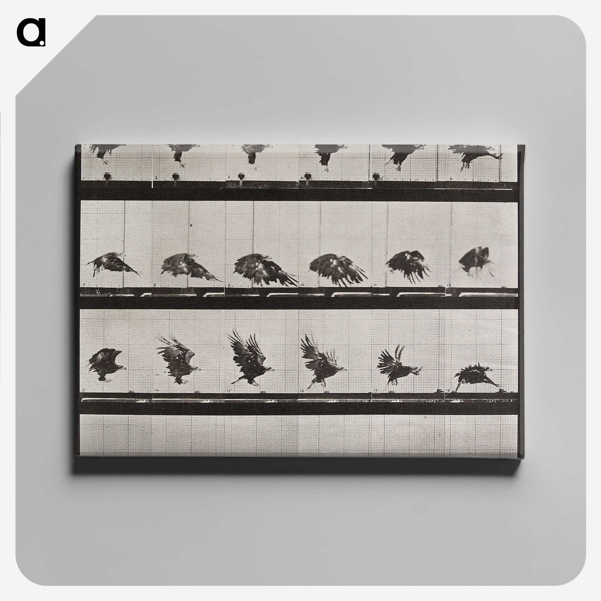 1-36_Eadweard-Muybridge_canvas