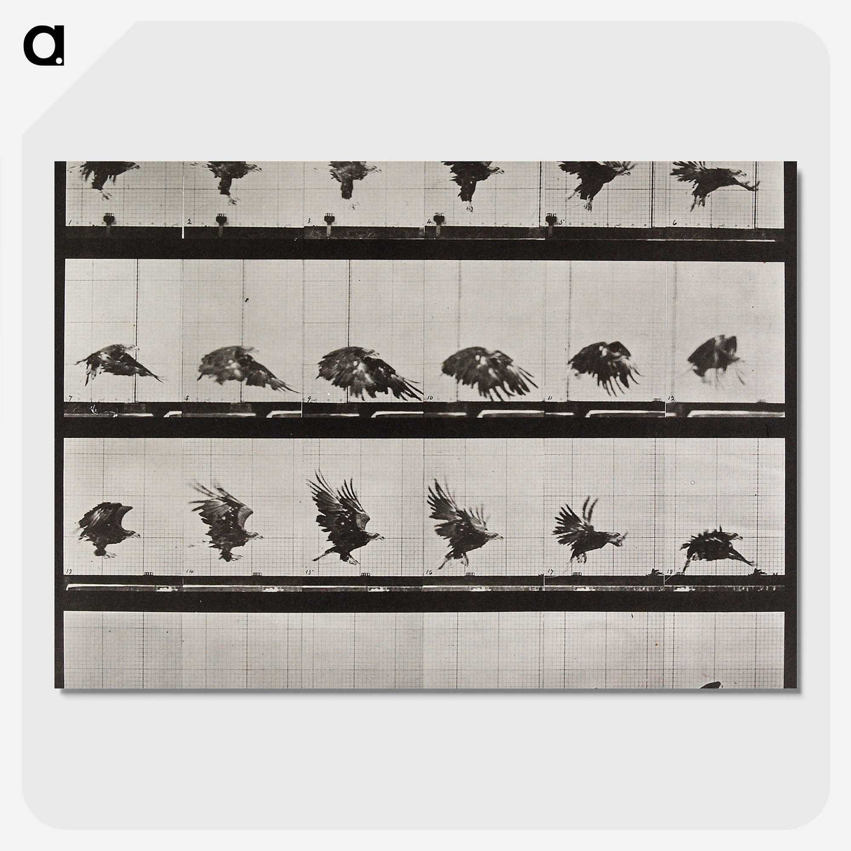 1-36_Eadweard-Muybridge_picture-crop