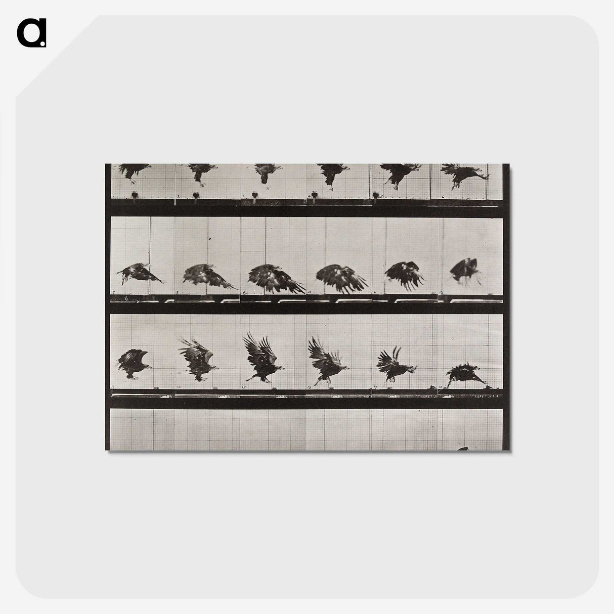 1-36_Eadweard-Muybridge_postcard