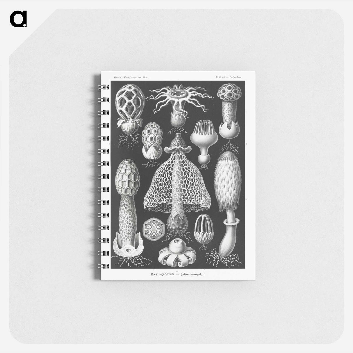 1-36_Ernst-Haeckel_memo