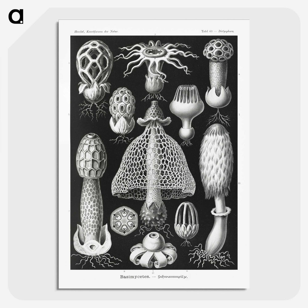 1-36_Ernst-Haeckel_picture-crop