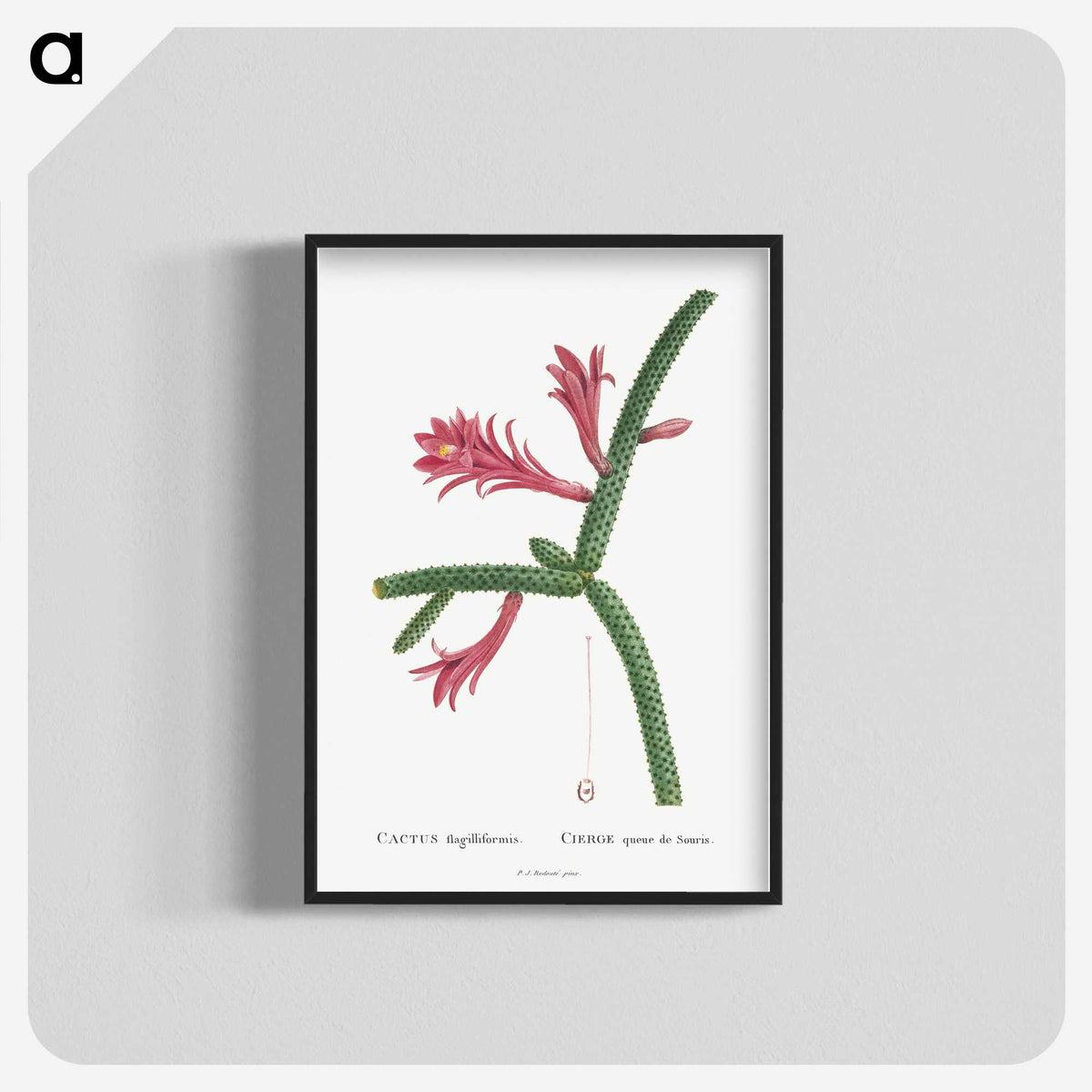1-36_Histoire-des-Plantes-Grasses_blk-crop