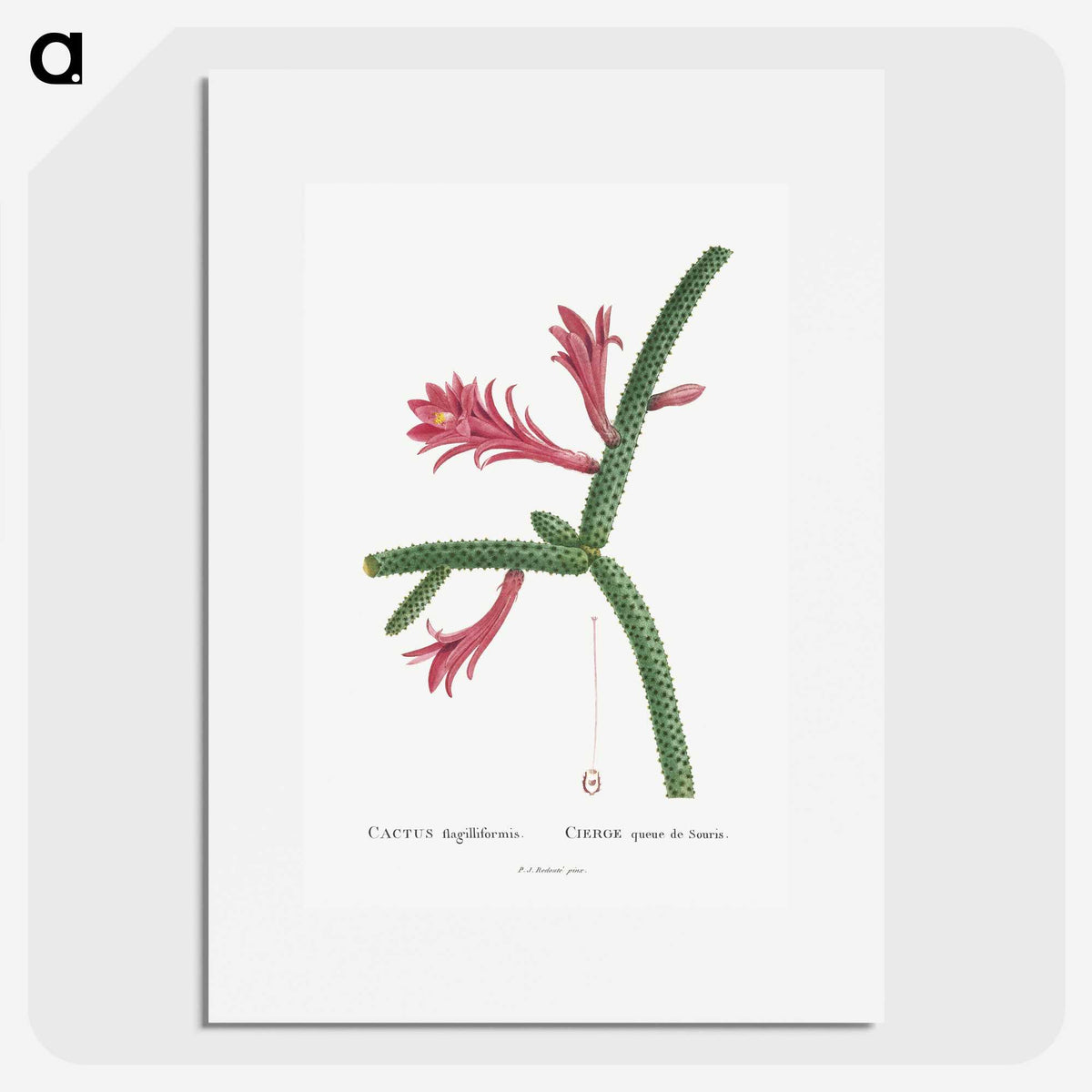 1-36_Histoire-des-Plantes-Grasses_picture
