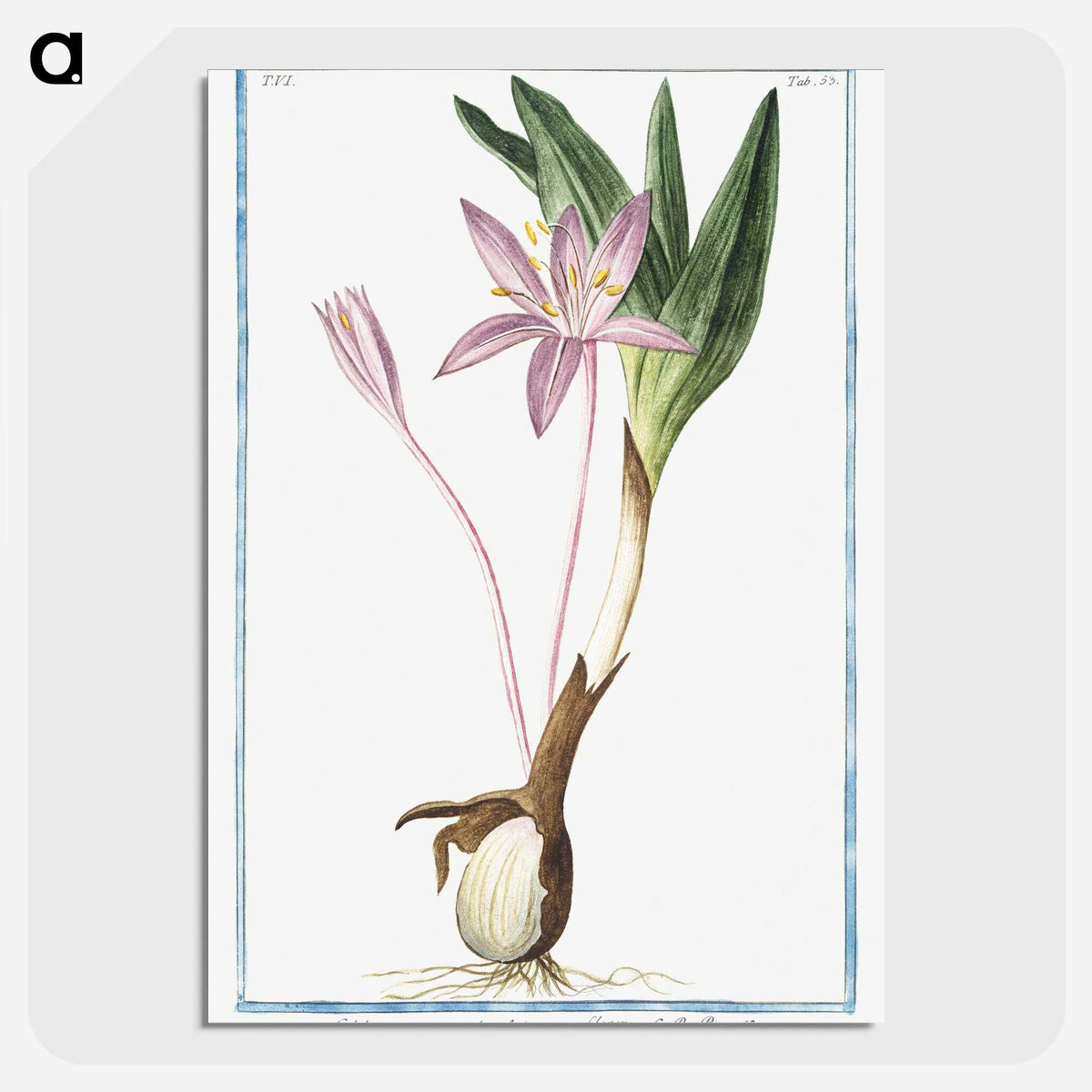 1-36_Hortus-Romanus-Botanical-Plates_picture-crop