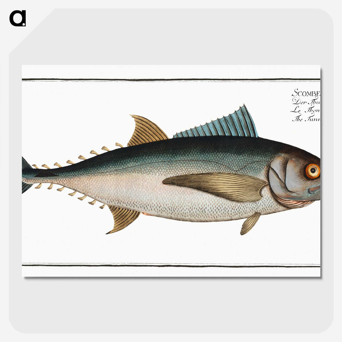 1-36_Ichtyologie-ou-Histoire-naturelle_picture-crop