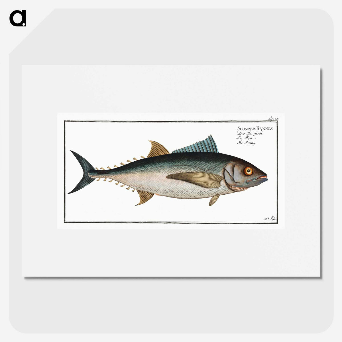 1-36_Ichtyologie-ou-Histoire-naturelle_picture