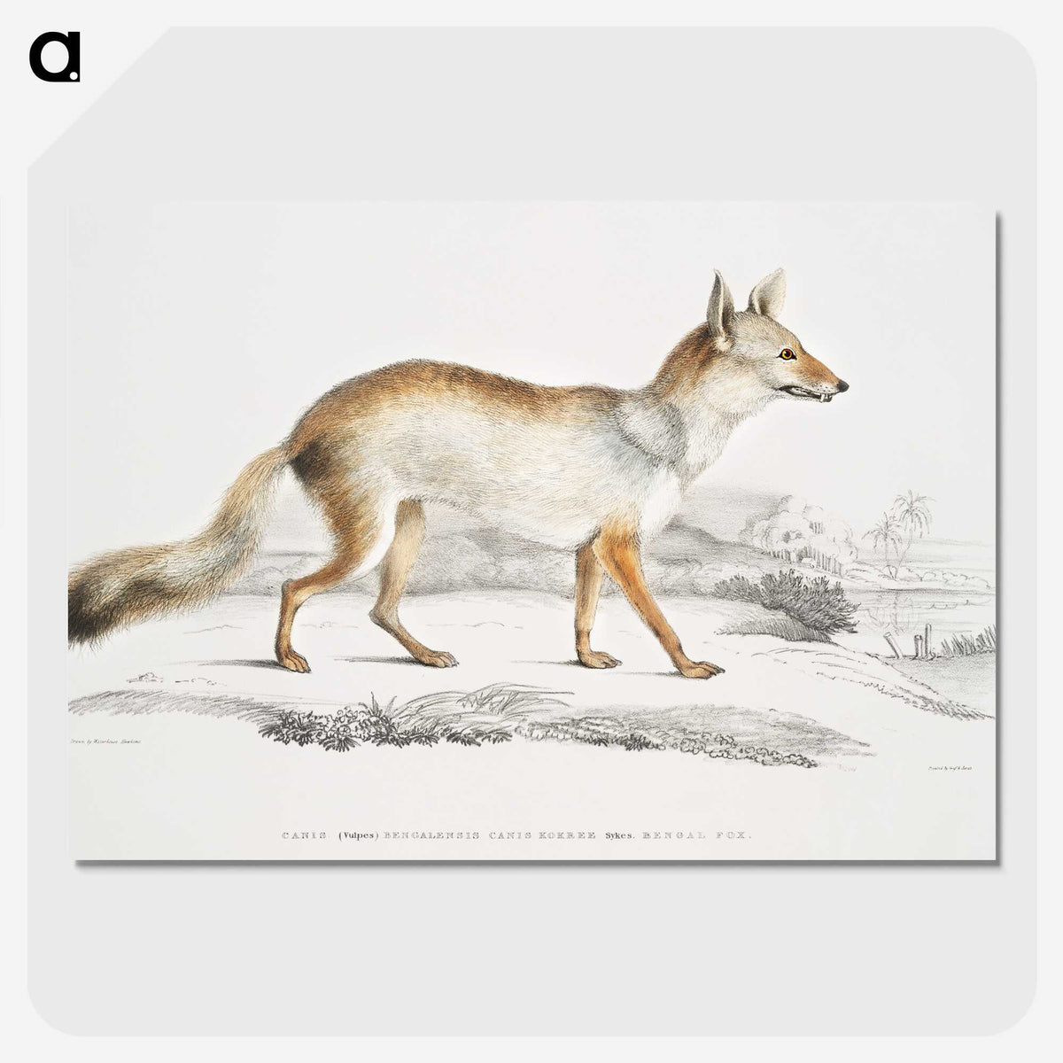 1-36_Indian-Zoology_picture-crop