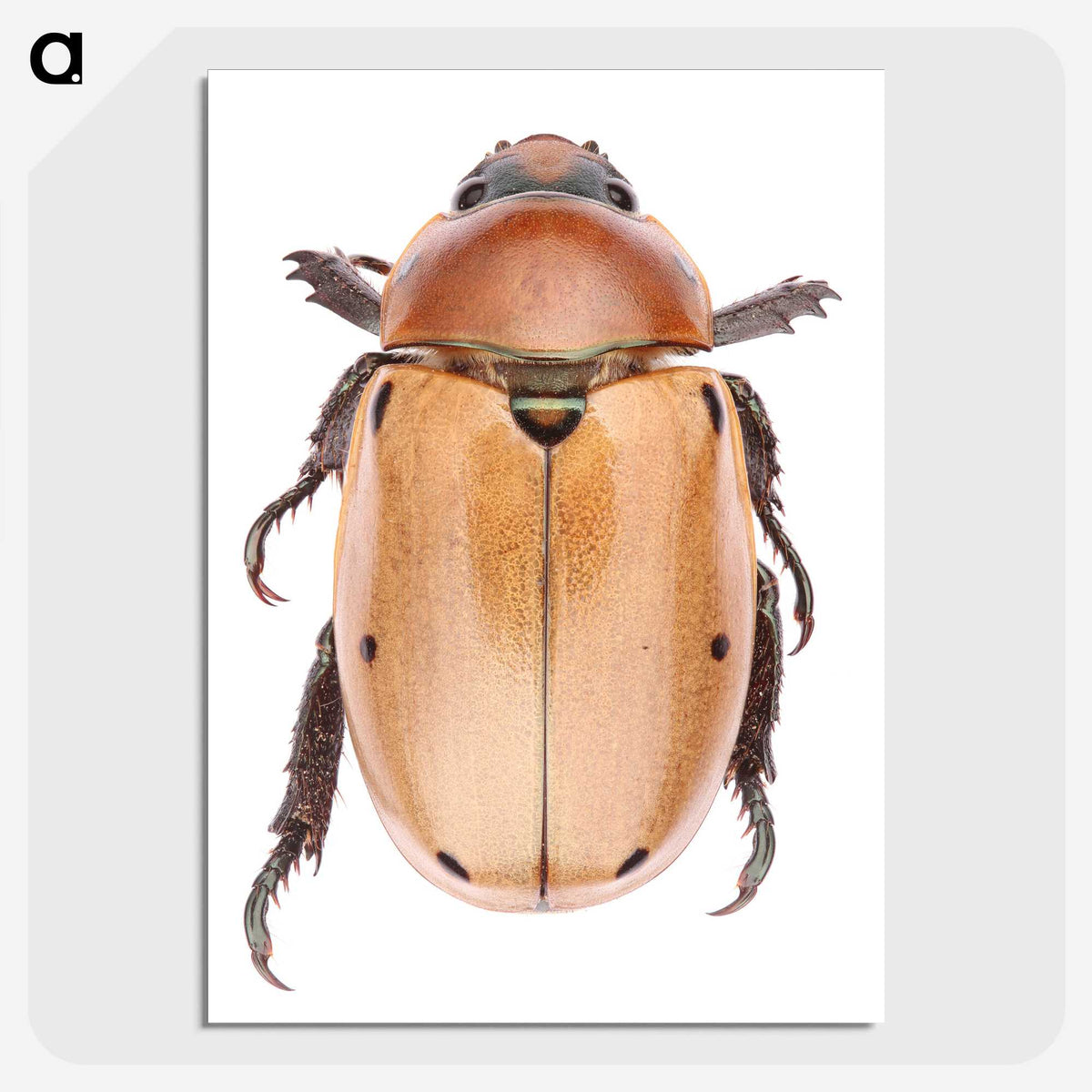 1-36_Insects-Unlocked-Project_picture-crop