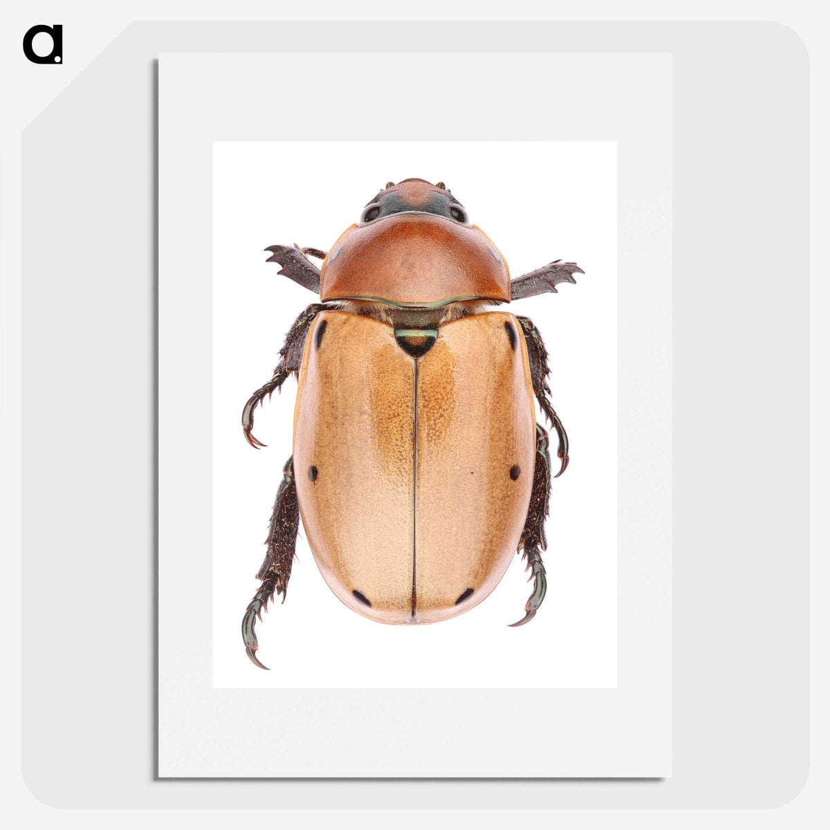 1-36_Insects-Unlocked-Project_picture