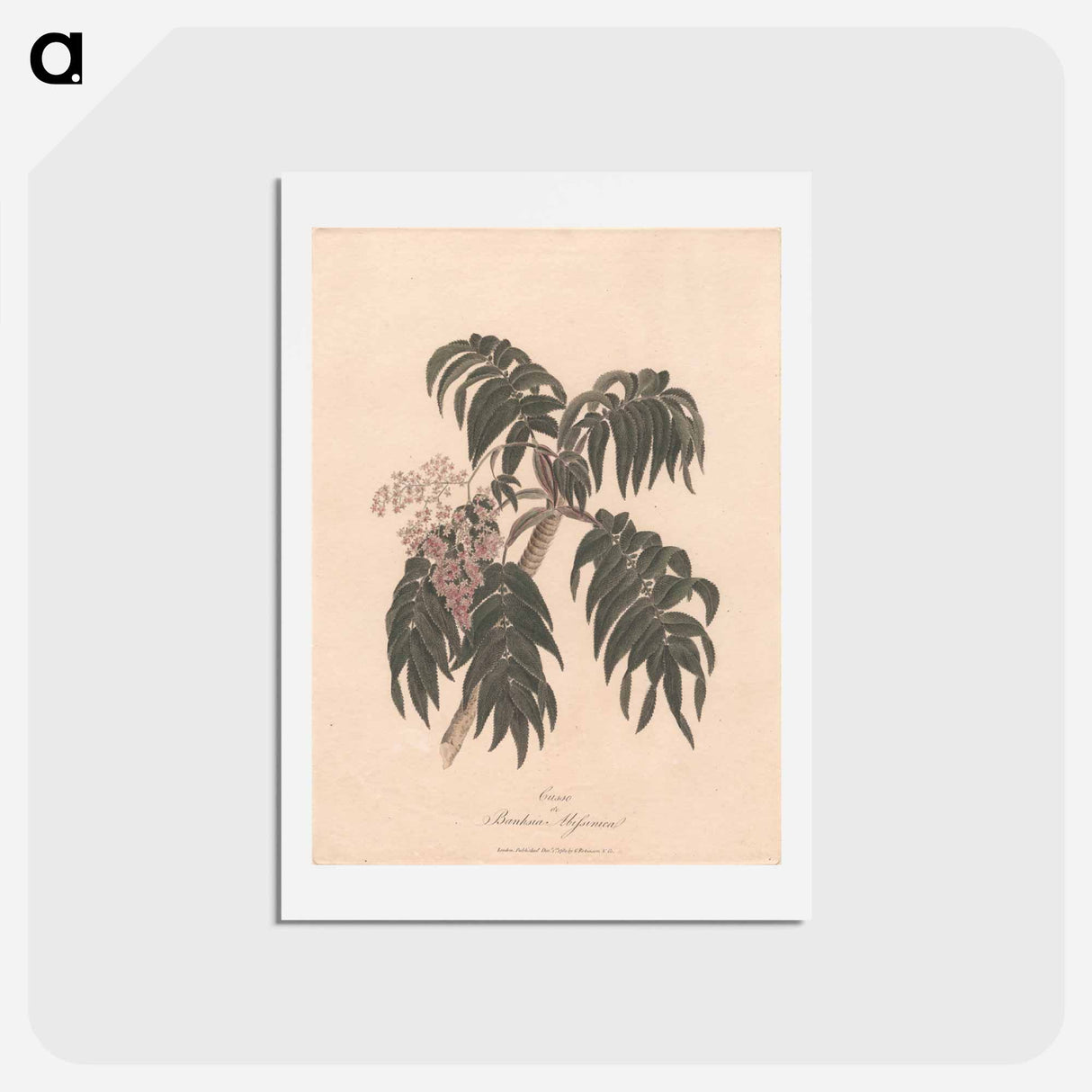 アートポストカード-Cusso or Banksia Abissinica
- ジェームス ヒース Postcard.