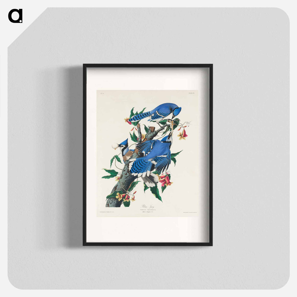 アートポスター-Blue Jay from Birds of America
- ジョン ジェームス オーデュボン Poster.