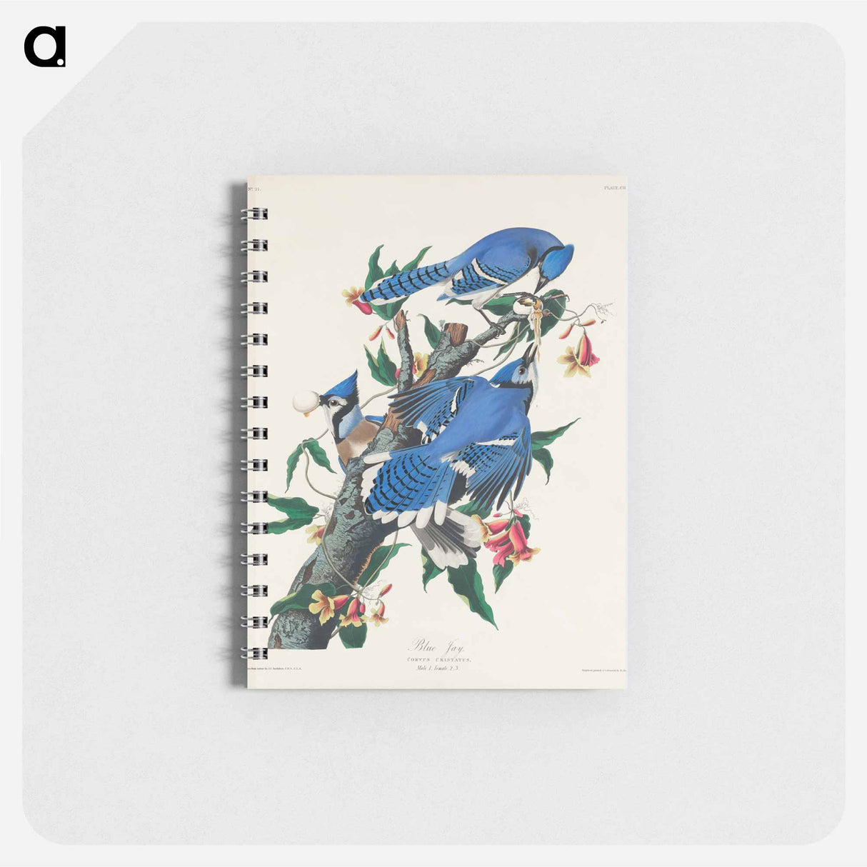 アートメモ帳-Blue Jay from Birds of America
- ジョン ジェームス オーデュボン Memo.