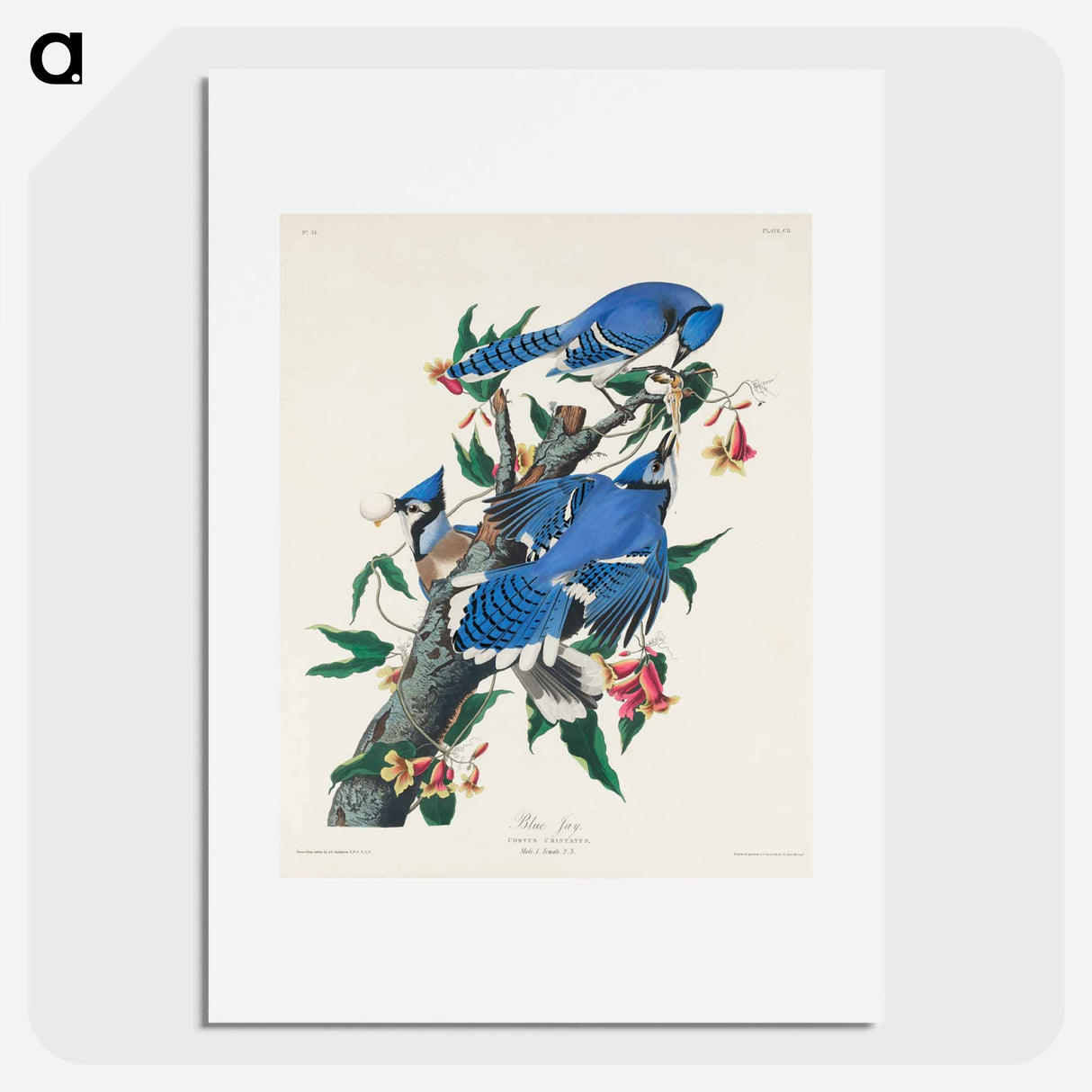 アートポスター-Blue Jay from Birds of America
- ジョン ジェームス オーデュボン Poster.