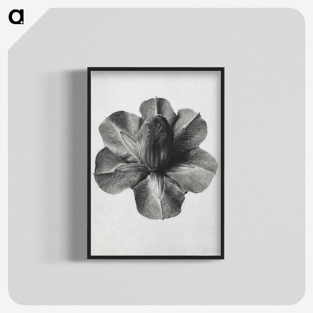1-36_Karl-Blossfeldt_blk-crop