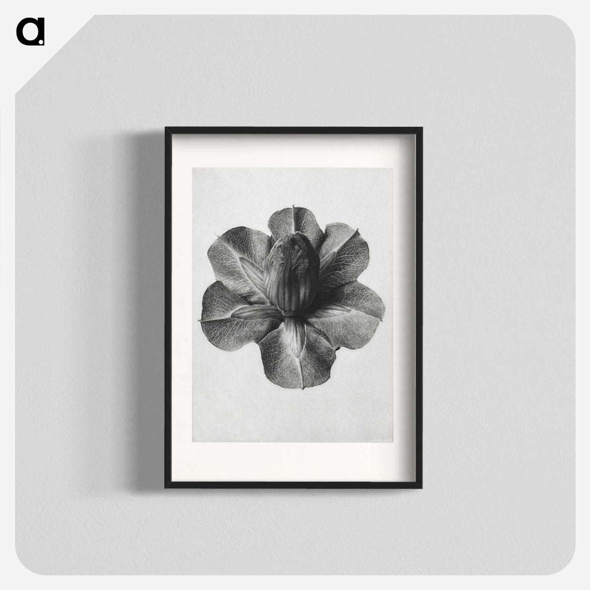 1-36_Karl-Blossfeldt_blk