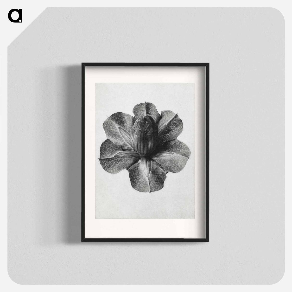 アートポスター-Cobaea Scandens - カール ブロスフェルト Poster.