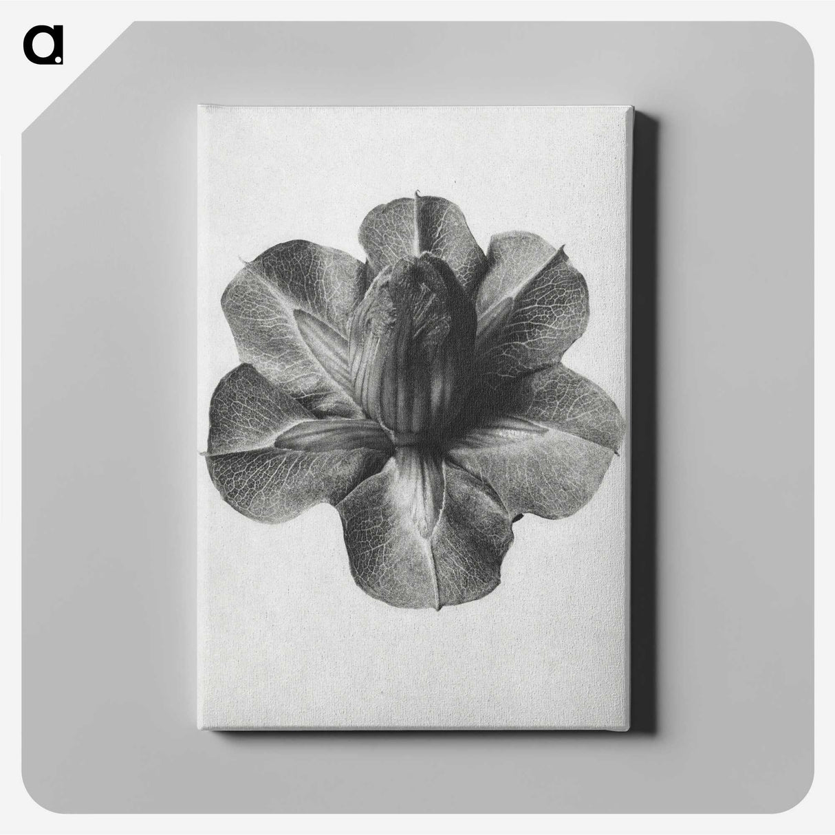 1-36_Karl-Blossfeldt_canvas