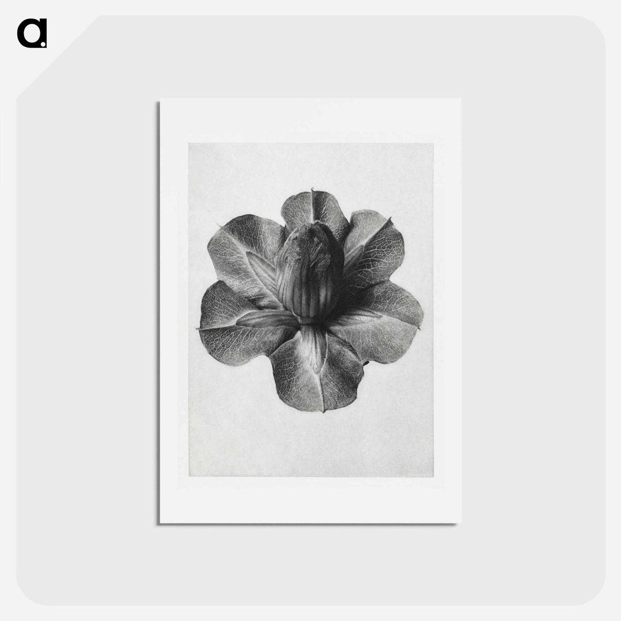 アートポストカード-Cobaea Scandens - カール ブロスフェルト Postcard.